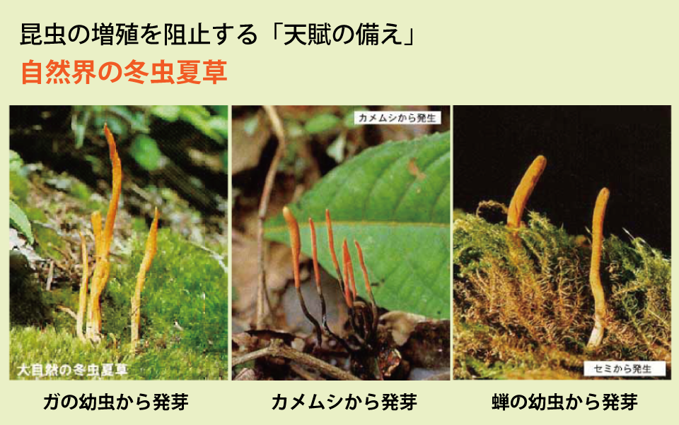 薬膳の冬虫夏草