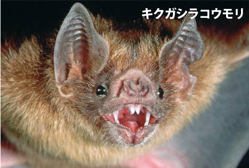 キクガシラコウモリ
