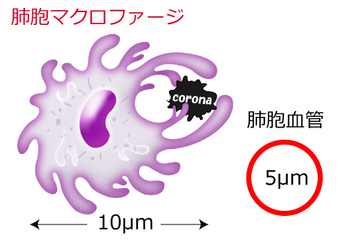 免疫細胞マクロファージ